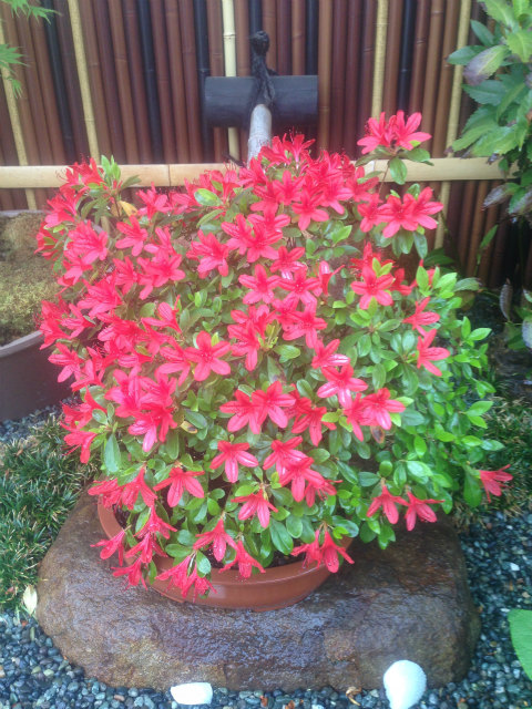 作品集・葉月園